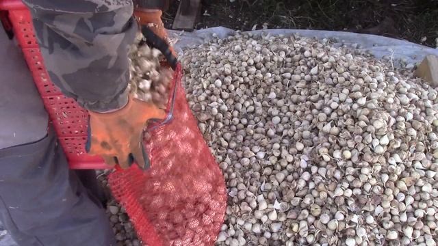 Легко и просто! Посадка чеснока осенью. Все этапы