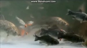 Херабуна.Консистенция насадки-теста и проблемы сорной рыбы.