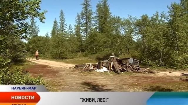 Мобильное приложение «Берегите лес» поможет жителям НАО сделать лес чистым смотреть онлайн