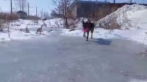 Когда рано переобулся на летнюю резину. Немецкая овчарка