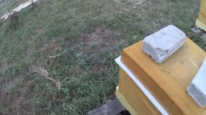 зимовка в ППУ ульях на инновационной рамке часть 3 утепление ППУ ульев