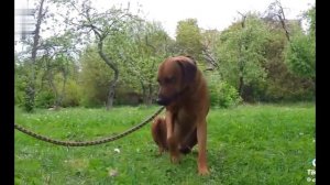 родезийский риджбек ❗информация ❗