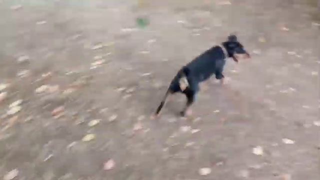 Собака, которая свирепее бойцового питбуля - ягдтерьер