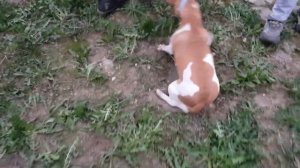 Джек Рассел терьер словил крысу Охотница не может успокоиться