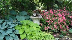 Многолетники: растения для тенистых мест в саду