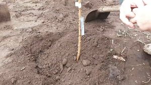 Предзимняя посадка саженцев ПЕРСИКА.