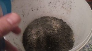 ВА6 Определяем периодичность кормлений Дендробены