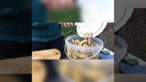 Отличная подкормка для РАСТЕНИЙ из банановых шкурок!