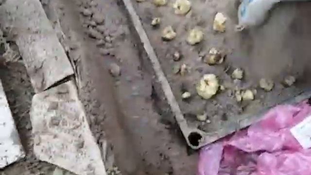 Как правильно посадить лилии? смотреть онлайн