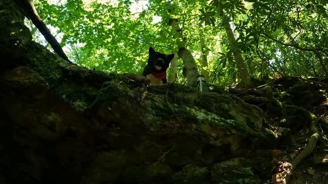 30 Days SOLO SURVIVAL CAMPING In RAIN - Building Warm BUSHCRAFT SHELTERS with FIREPLACE. asmr смотреть онлайн