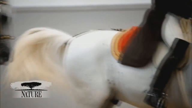 Страха в реальности НЕТ! |Конный спорт| смотреть онлайн