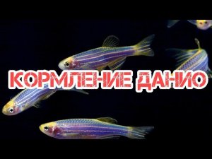 ЧЕМ КОРМИТЬ ДАНИО ???