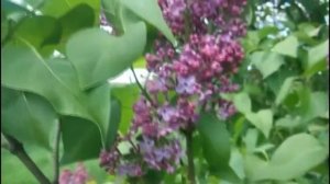 Господи, здравствуй...Стихи о жизни.  Красивая МУЗЫКА  ?  Андрей ОБИДИН.