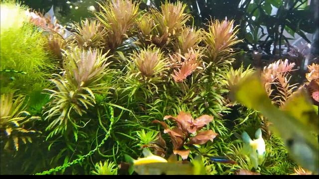 #Свет в #аквариуме ч.3. Есть #фотосинтез!? смотреть онлайн