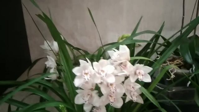 Чем и как продлить пышное цветение орхидеи смотреть онлайн