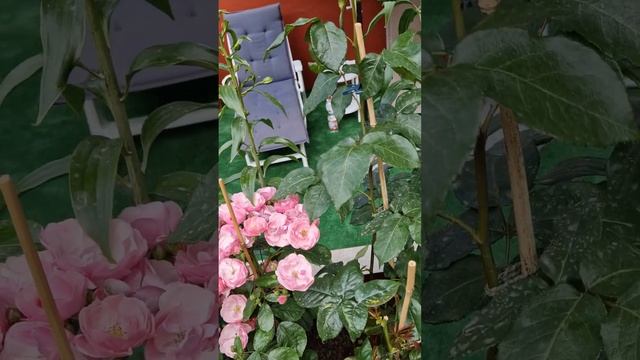 Мои Розы и Махровые Лилии в зоне отдыха 14.06.23 года смотреть онлайн