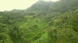 Rice Terrace on Bali /Рисовый террасы на Бали