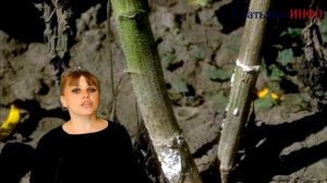 ЗЕЛЕНКА для САДА и ОГОРОДА! ЗЕЛЕНКА - спасение для огурцов и томатов.