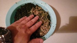 Приготовление растительного корма для Номерных сомов