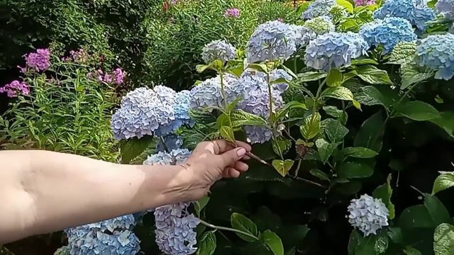 Гортензия крупнолистная смотреть онлайн