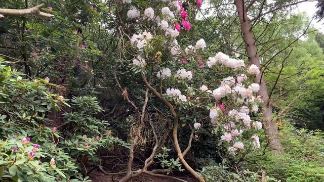 Rhododendrons At Golden Acre Park, Leeds смотреть онлайн