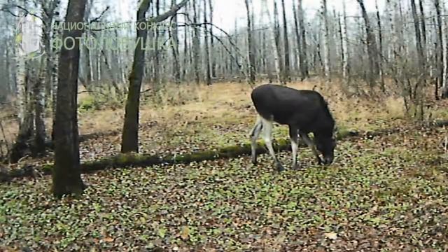 Лось собирает желуди смотреть онлайн