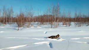 ХАСКИ ПРЕДНАЗНАЧЕНА ДЛЯ ЗИМЫ