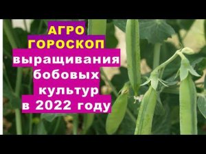 Агрогороскоп выращивания горошка, фасоли, овощных бобов в 2022 году