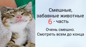 Смешные, забавные животные. 
6 - часть.
 Очень смешно. Смотреть всем до конца