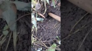 Борьба с кротами в огороде(1)