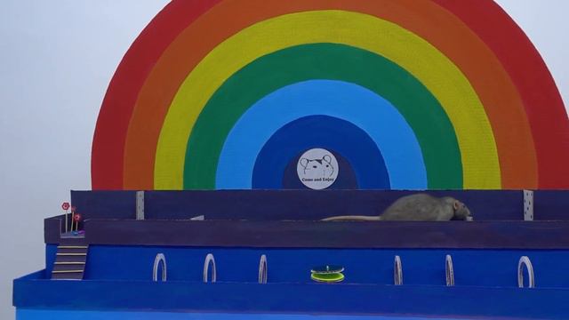 Радужный Лабиринт для крысы ️🌈 Радужная полоса препятствий ️🌈 Хомура Хам Питомцы