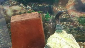 Самое подробное содержание мускусной черепахи