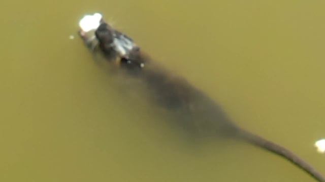 Приятного аппетита! смотреть онлайн