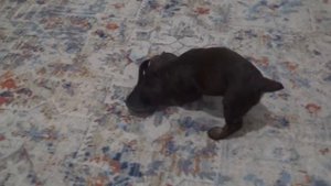 Русский Охотничий Спаниель 1.5 месяца