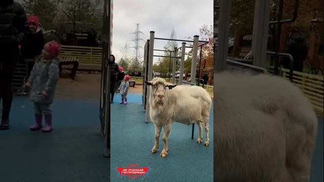 В ЖК "Гусарская баллада" на детской площадке заблудился козёл.