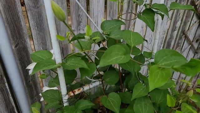 1년 키우기 22-7 (클레마티스) This is how the Clematis change over the course of a year.