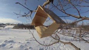 Птицы в кормушке зимой