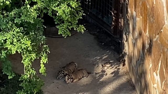 Пытаемся вернуть новорожденных ТИГРЯТ МАМЕ! смотреть онлайн