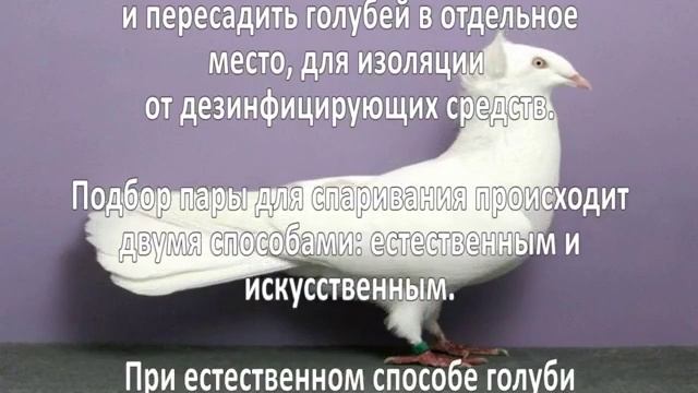 Разведение голубей. Как разводить голубей? смотреть онлайн
