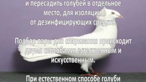 Разведение голубей. Как разводить голубей?