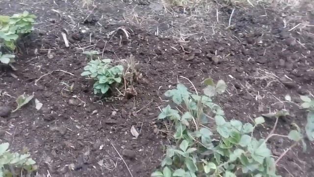 Вегетативное размножение земляники садовой смотреть онлайн
