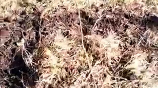 Корневая система фундука 17 10 17 смотреть онлайн