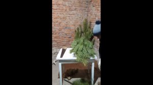 Стройная и пушистая живая ёлочка на Новый год как быстро сделать!? Простой Лайфхак