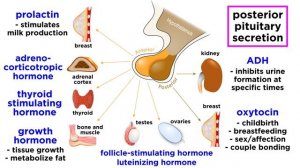 The Endocrine System