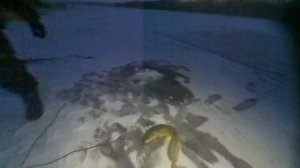 Ловля налима по первому льду !