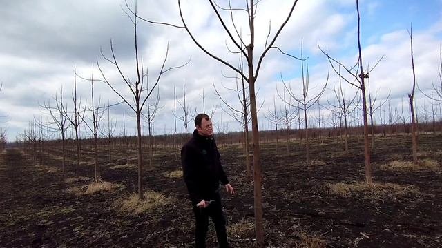 Обрізка павловнії