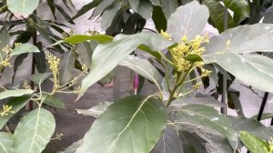 Теплица для цитрусов ??и экзотов ????. Мартовский обзор 2021.