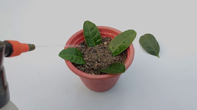 how to grow lemon from single leaf // केवल एक पत्ते से उगाऐ नींबू का पौधा । смотреть онлайн