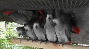Попугаи Жако вольерного содержания для разведения