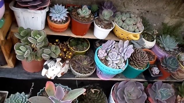 SE VIENE LA FAVORITA DEL 2022 😱, REVISANDO MIS SUCUS 😍🇪🇨 смотреть онлайн